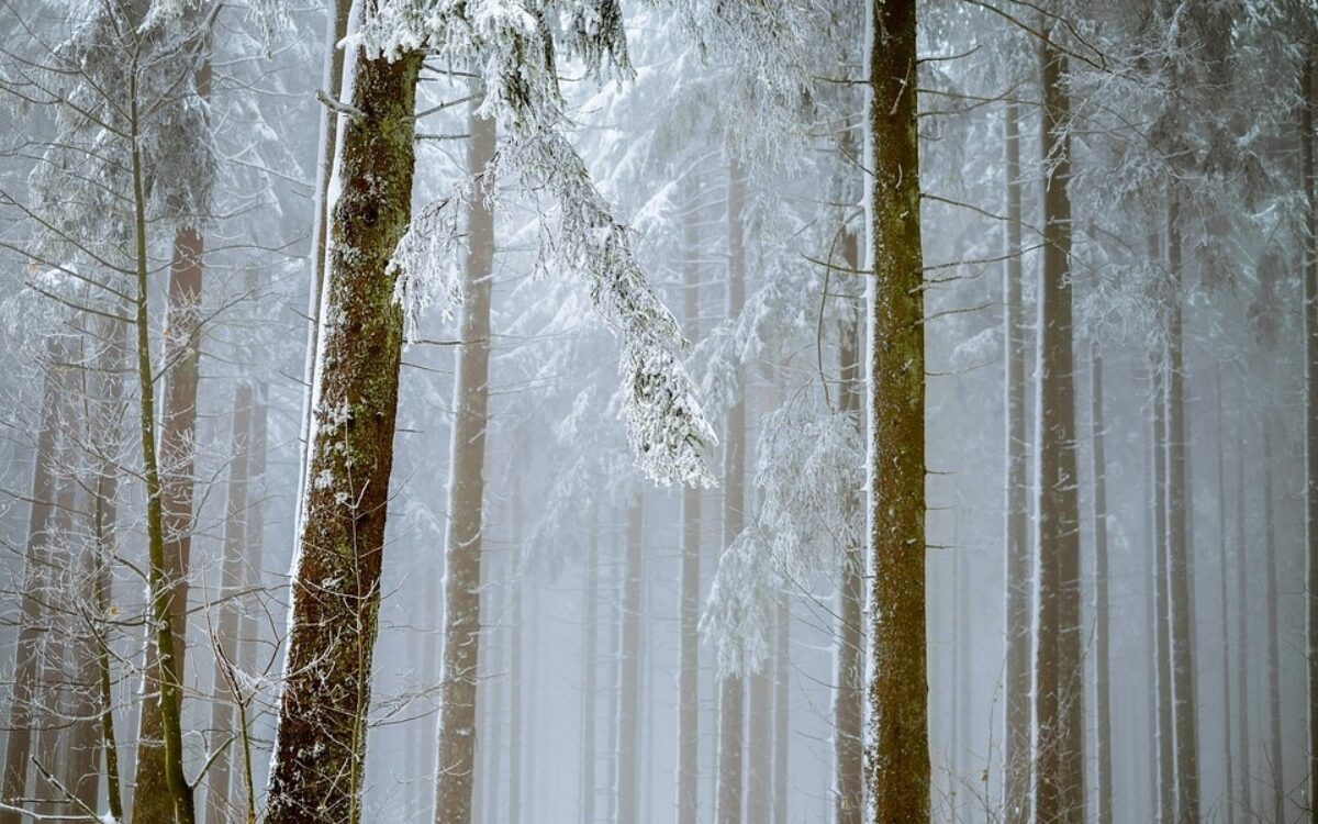 1511531002forest 2964073 960 720 1511531002forest 2964073 960 720